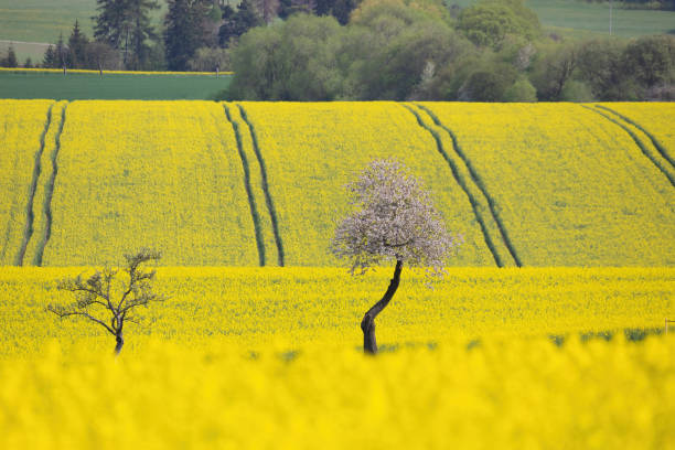 Rape field