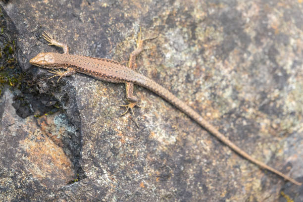 istock Lizard Darevskia alpina sits on a stone 1223347624