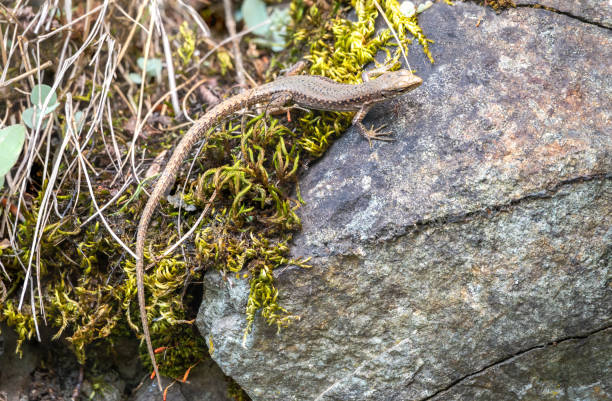 istock Lizard Darevskia alpina sits on a stone and moss 1223347629