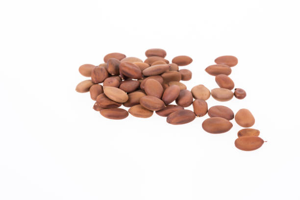 istock Biancaea sappan seeds on white background. 1223348311