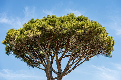 Close-up of a maritime pine on blue sky with clouds, Mediterranean coast, Ostia antica, Rome, Italy, Europe