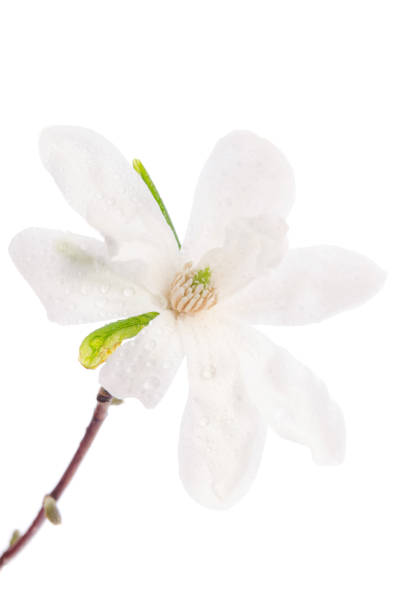 istock Beautiful delicate white magnolia with dew drops close up isolated on white background 1223350186
