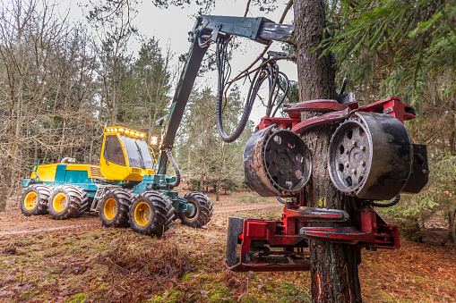 Harvesting with forest machinery. Heavy feller buncher with chains in forest.