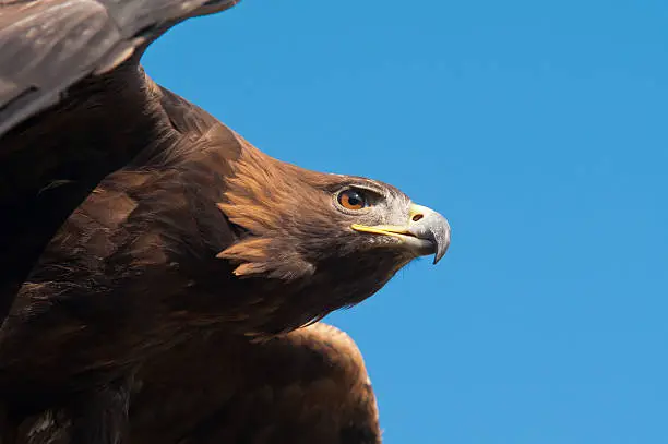 Close-up portrait of a Golden Eagle aginst a blue sky