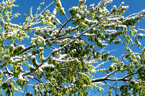 Tree branches in spring with green leaves covered with snow against a blue sky. Snow in the spring. A clear sunny day