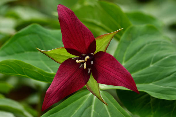 istock Purple trillium close-up 1223353111
