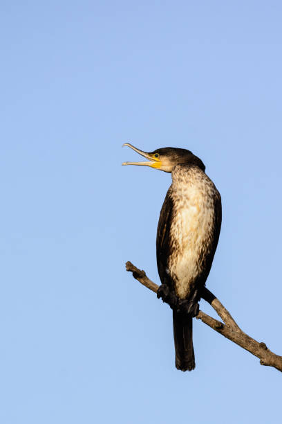istock Great cormorant - Phalacrocorax carbo - on the tree 1223353136
