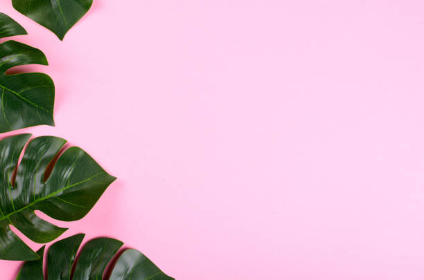 istock Green monstera leaf composition on color background. 1223353147