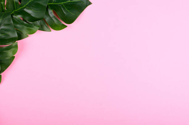istock Green monstera leaf composition on color background. 1223353228