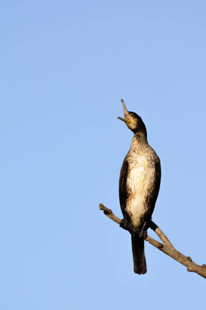 istock Great cormorant - Phalacrocorax carbo - on the tree 1223353238
