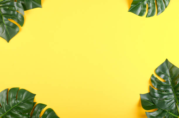 istock Green monstera leaf composition on color background. 1223353277