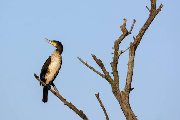 istock Great cormorant - Phalacrocorax carbo - on the tree 1223353320