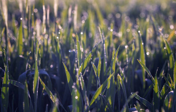 istock Fresh green grass with dew drops at sunrise 1223353632