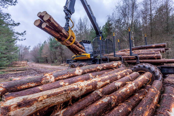 Tree trunks piled at cutting area during the harvest with heavy forest machinery.