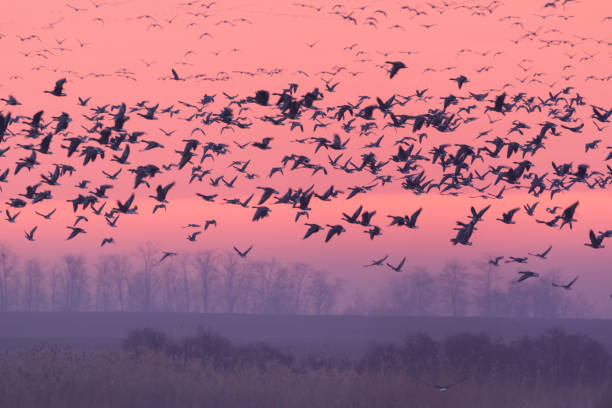 istock Flying birds over the winter lake at sunrise 1223355977