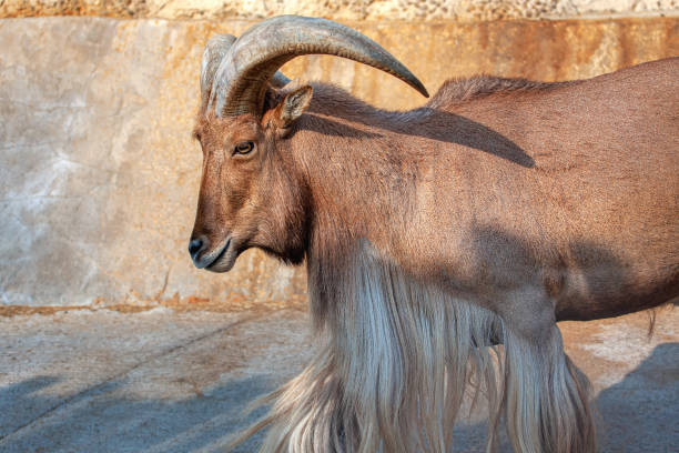 istock Barbary Sheep animal 1223356001