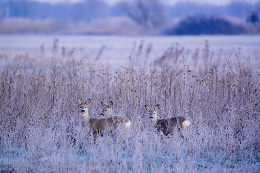 European roe deer - Capreolus capreolus - on winter meadow