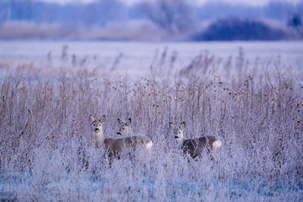 European roe deer - Capreolus capreolus - on winter meadow European roe deer - Capreolus capreolus - on winter meadow roe deer frost stock pictures, royalty-free photos & images
