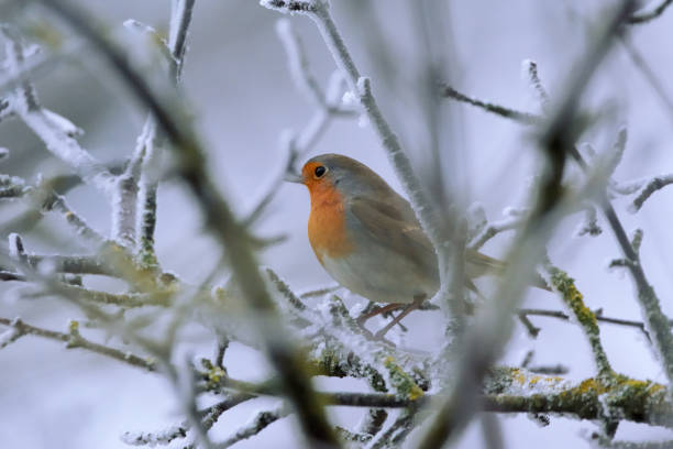 istock European robin - Erithacus rubecula - on winter tree branch 1223356297