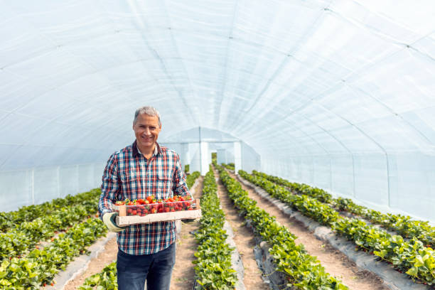 retrato del hombre feliz sosteniendo una cesta de fresas frescas - planting clothing gray hair human age fotografías e imágenes de stock