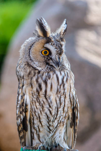 istock Eagle owl sits on pedestal in the park 1223357635