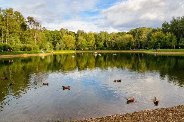 istock Several ducks swim through the clear water of pond 1223358247