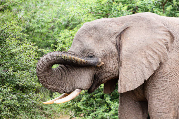 istock African Elephant lifting its trunk to the eye 1223358384