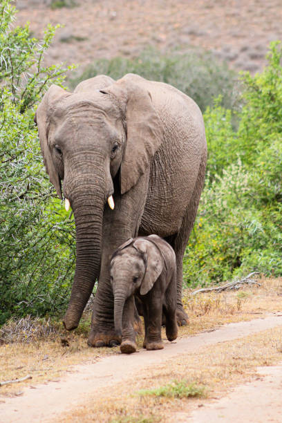 istock African elephant with baby walking along dirt road 1223358388