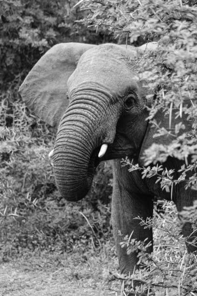 istock Elephant behind a thorn bush black and white 1223358406