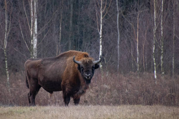 istock Powerful European bison standing at forests edge 1223358470