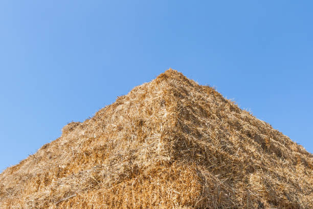 Triangle pyramid from dry yellow straw grass on blue sky background