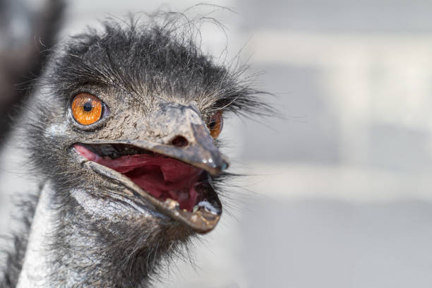 istock Ostrich portrait with orange eyes. Closeup, selective focus 1223359907