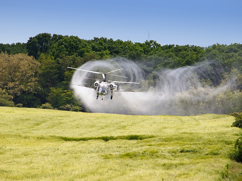 Aerial spraying over a field of wheat, utility helicopter to control pests in agriculture