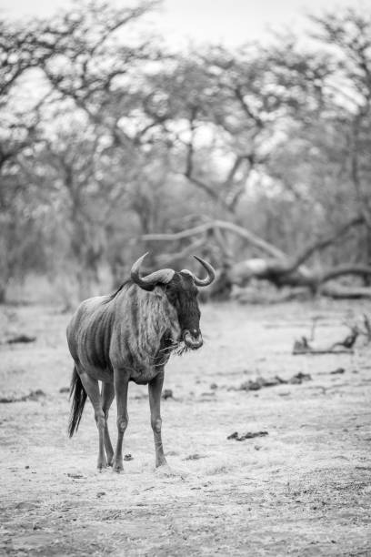 istock Blue wildebeest standing and eating. 1223362281