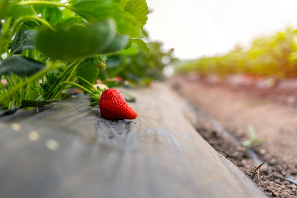 Fresh strawberries that are grown in greenhouses