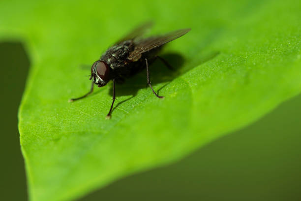 istock Fly on a green leaf. Macro shot. Soft focus 1223365235