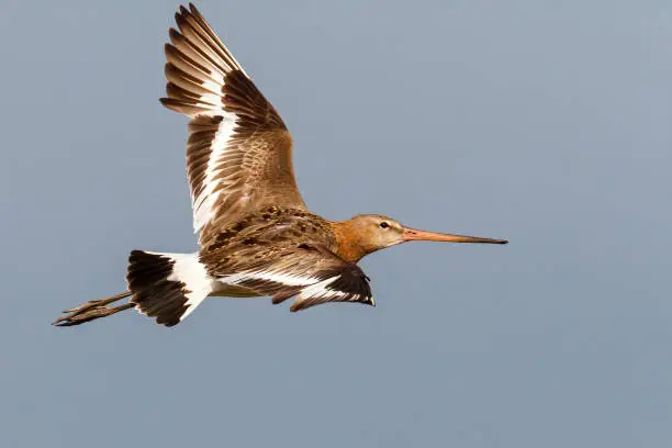 Photo of Black-tailed Godwit (Limosa Limosa) flying in the Netherlands