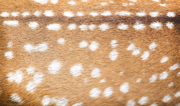 istock Deer skin animal texture wallpaper patterns background 1223365570