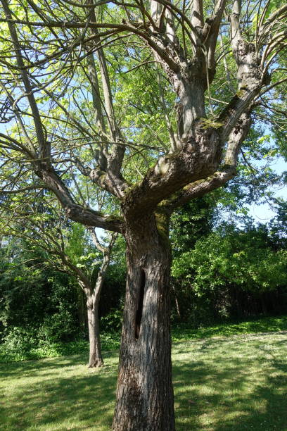istock Catalpas in a public park  Spring Season 1223366649