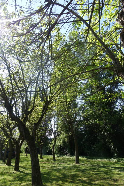 istock Catalpas in a public park  Spring Season 1223366705
