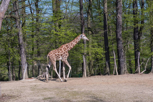 istock Concept of connection with adorable natural animals 1223367122