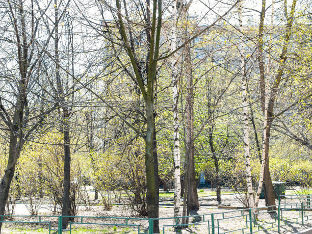 istock urban yard with blossoming trees on spring day 1223367125