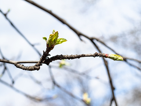 spring in city - new leaves on twig of old apple tree close up and white clouds in blue sky on background (focus on young green leaves on foreground) in urban park