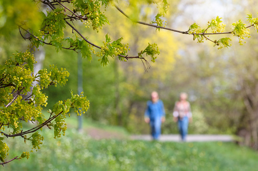 A blooming maple tree in spring, in the background a couple out walking in nature.