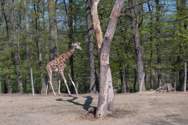 istock Concept of connection with adorable natural animals 1223367363