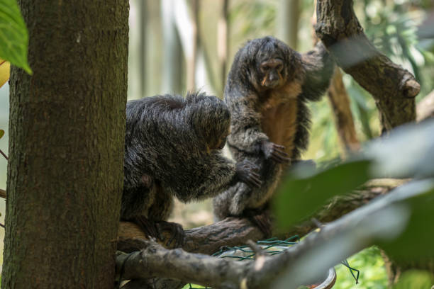 istock Concept of connection with adorable natural animals 1223367490