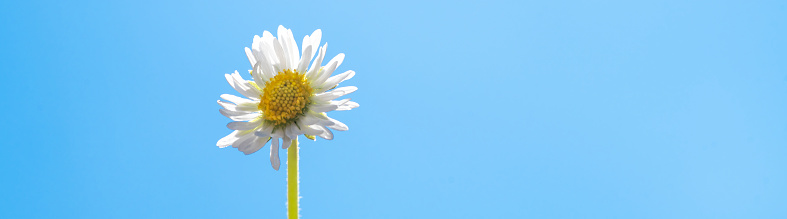Single daisy against a blue sky with lots of copy space for use as a web banner background.