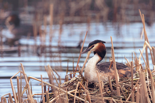 A great crested grebe (Podiceps cristatus) nesting among the reeds in a lake.