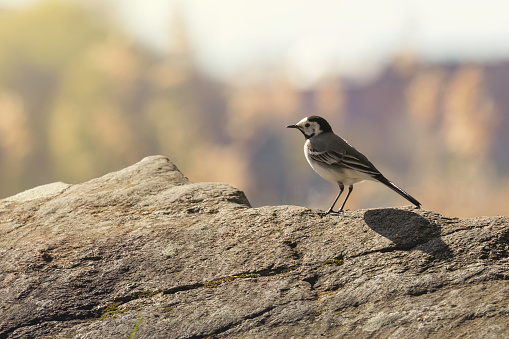 A white wagtail (Motacilla alba) perching on a rock in spring.