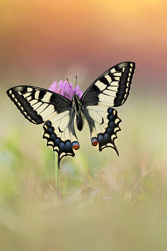 Papilio xuthus, also called Asian swallowtail, is sucking pollen of bougainvillea flowers. The photo was taken in a public park, located in the downtown Bangkok.